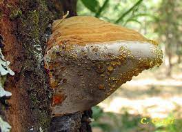 Fomitopsis pinicola.jpg