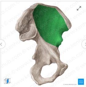 Archivo:Fosa ilíaca1.png