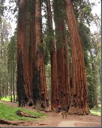 Parque-sequoia.jpg