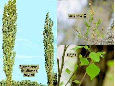 Archivo:Álamo Negro (Populus nigra).jpg