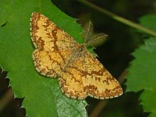 220px-Geometridae - Ematurga atomaria.JPG