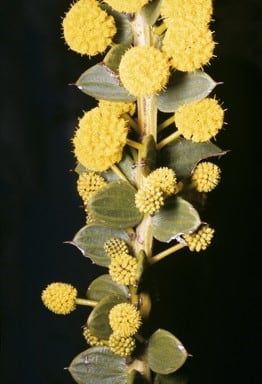 Archivo:Acacia latipes 3.jpg