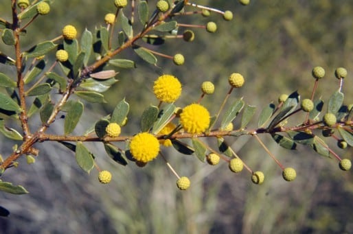 Archivo:Acacia maitlandii 4.jpg