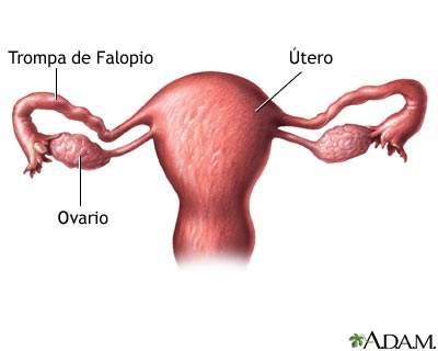 Archivo:Cancer-de-ovario 11021.jpg
