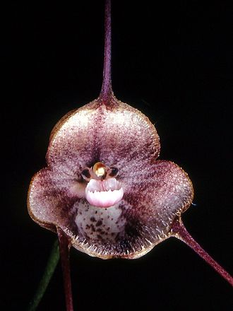 Archivo:Dracula syndactyla.jpg