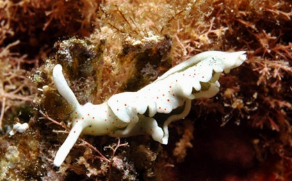 Archivo:Elysia timida.jpg