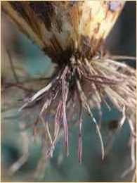 Pyrenochaeta terrestrisok.jpeg