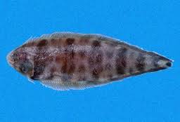 Symphurus Nigrescens.jpeg