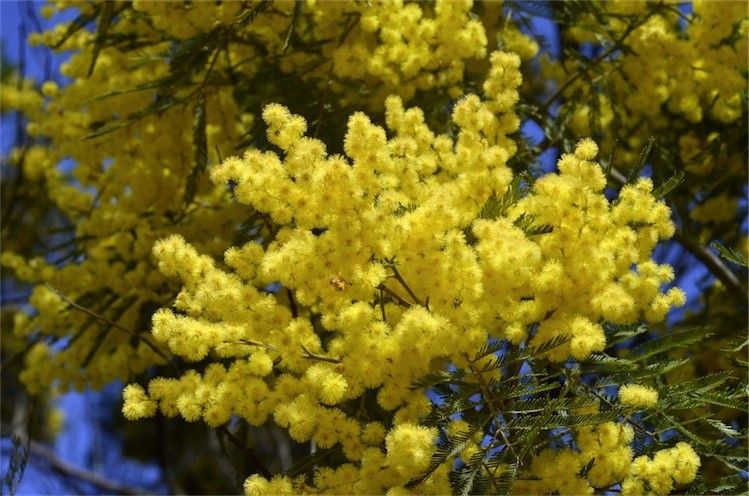 Archivo:Acacia filicifolia 3.jpg