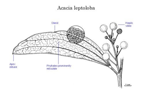 Archivo:Acacia leptoloba 2.jpg
