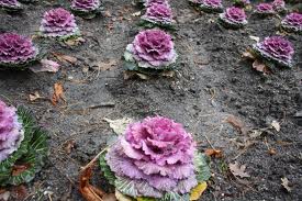 Archivo:Brassica oleracea var. italica flores.jpg