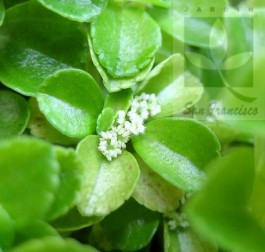 Colchon de novia.jpg