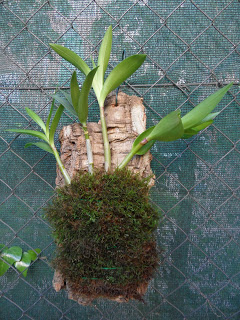 Cultivo de dendrob king 7326.JPG