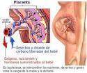 Gonadotrofina coriónica humana.jpg
