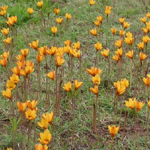 Archivo:Habranthus tubispathus.jpg