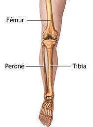 Hueso del cuerpo humano situado en la pierna
