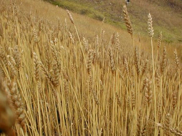 Archivo:Trigo-cimmyt.jpg