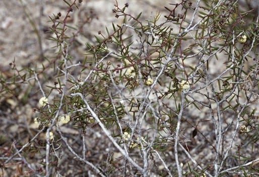 Archivo:Acacia ingrata.jpg