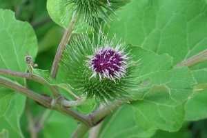 Bardana tomentosa 01.jpg