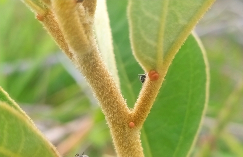 Archivo:Croton pungens 2.jpeg