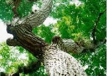 EcuredPlanta Pilón.JPG