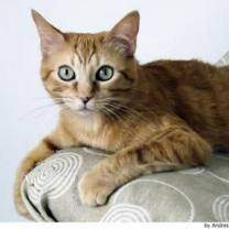 Europeo de Pelo Corto 7932.jpg