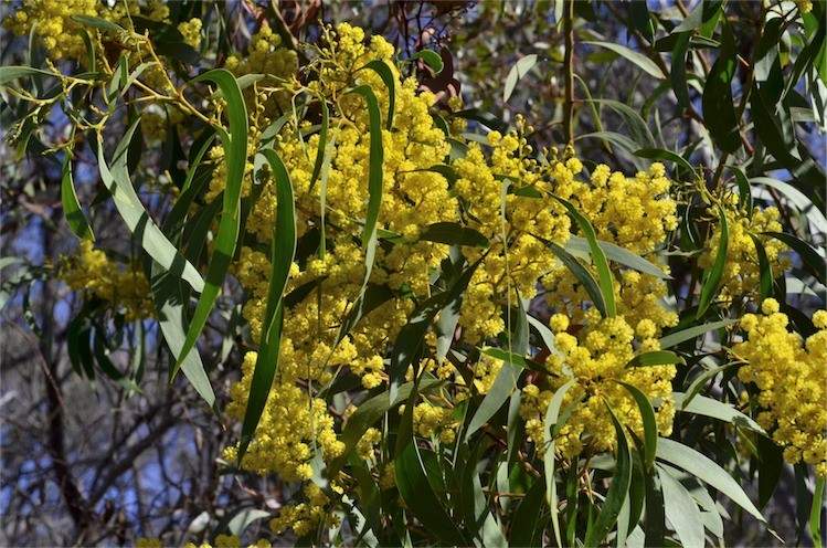 Archivo:Acacia leiophylla 1.jpg