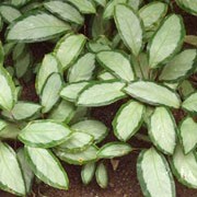 Calathea picturata argentea.jpg