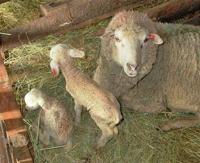 Archivo:Clost en ovinos.jpg