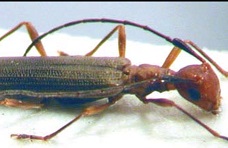 Insecto.jpg