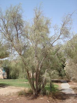 Moringa peregrina.JPG