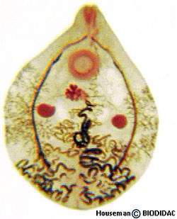 Parasito paragonimus.jpg