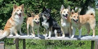 Archivo:Pastor islandes colores.jpeg