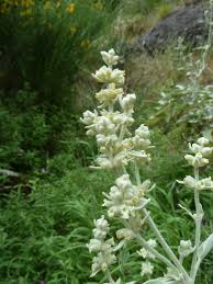 Sideritis cystosiphon.jpg