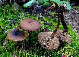 Archivo:Tephrocybe atrata.jpg