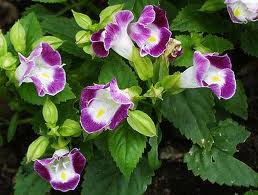 Torenia.jpg