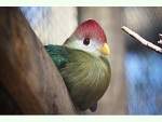 Turaco crestirrojo.jpg