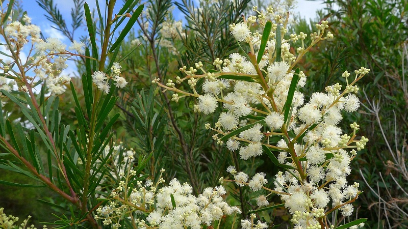 Archivo:Acacia linifolia 1.jpg