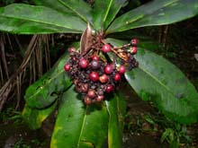 Ardisia glauciflora.jpg
