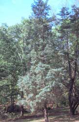 Cipres arizonico.jpg