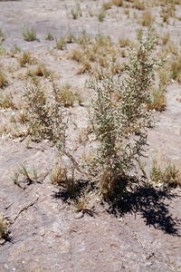 DSC05745-Acantholippia deserticola-Verbenac-r300h.jpg