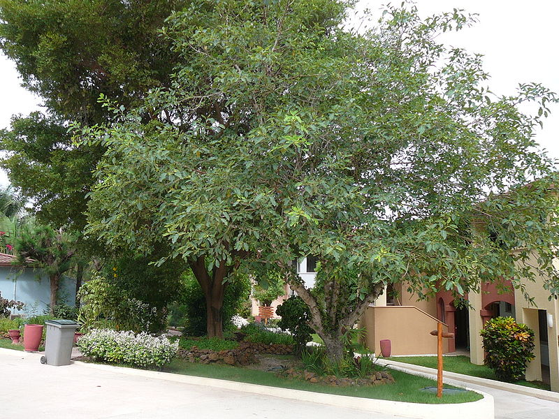 Archivo:Ficus lutea.jpg