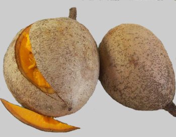 Archivo:Fruto del Mamey.jpg