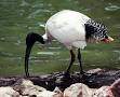 Ibis australiana.jpg