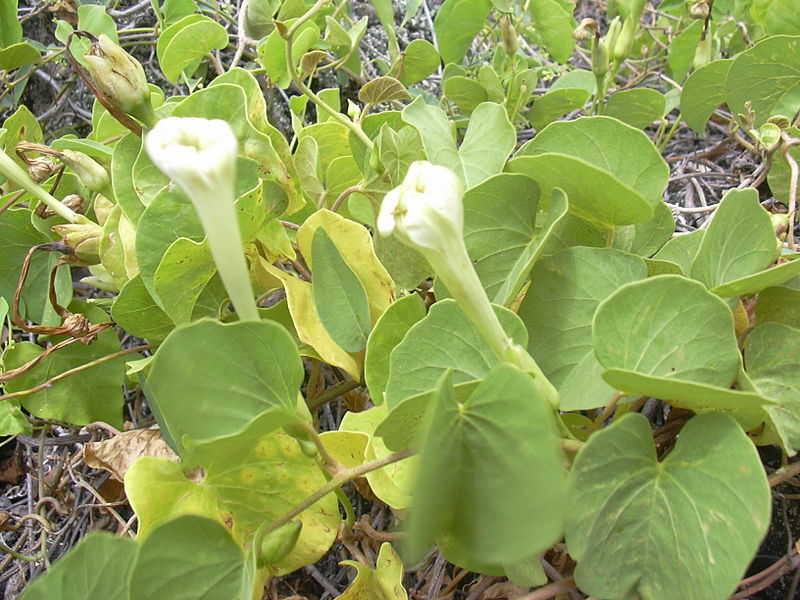 Archivo:Ipomoea tuboides 1.jpg