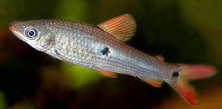 Archivo:Pez lapiz tres puntos.jpg