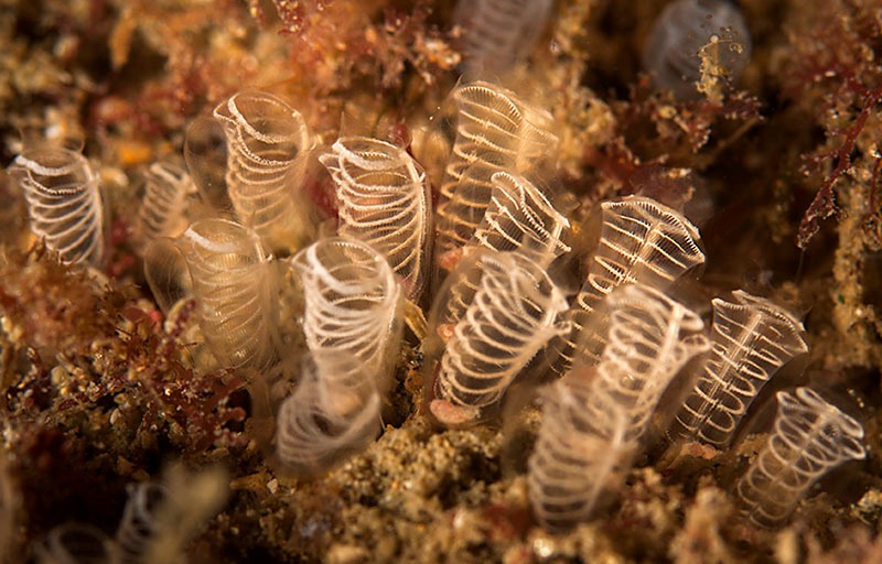 Archivo:Pycnoclavella brava.jpg