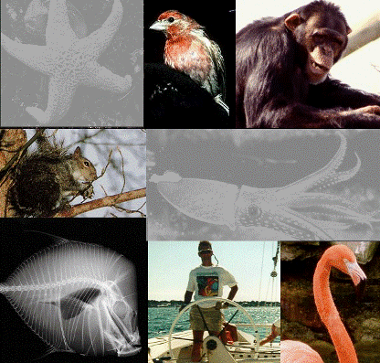 Archivo:Reino chordata.gif