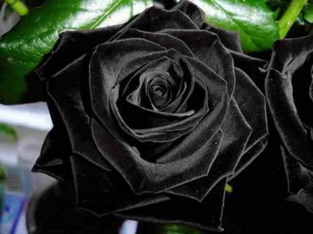 Rosa Negra - EcuRed