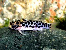 Archivo:S de aceitee.jpeg